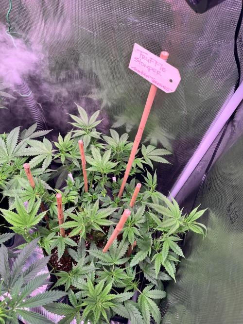 Champion. Week 2 - Taming her is a job. Expecting BIG ASS NUGGS!!