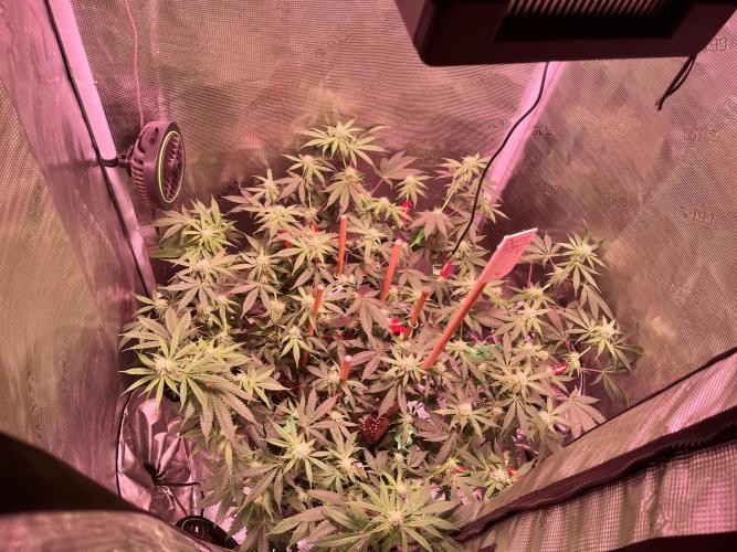 Champion. Week 3 - Oreoz Inferno, G7 genetics, she gonna have soo many COLA worthy fruits!