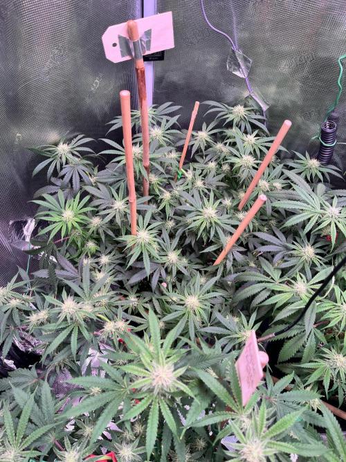 Champion. Week 3 - Peach Crescendo, ooh baby. Definitely Indica dominant. QP 4sho.