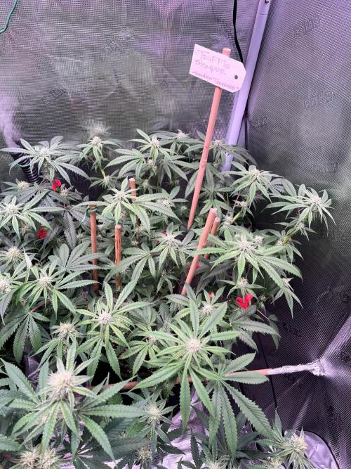 Champion. Week 3 - Truffle Stomper, Im fighting for her space in the tent. Early frost warnings.