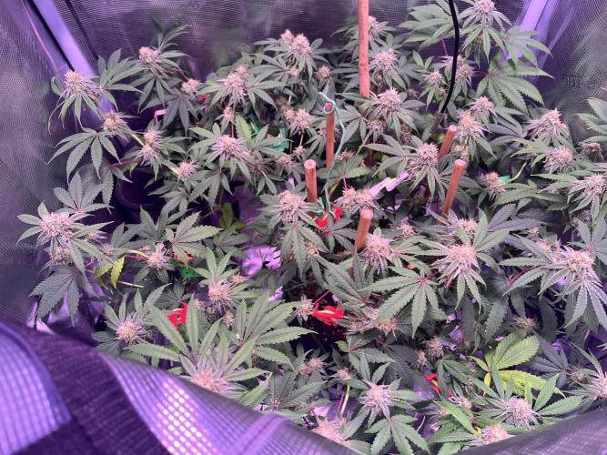 Champion. Week 5 - Oreoz Inferno, looks gooey close up, will be ultra frosty. Sweet petrol TERPS