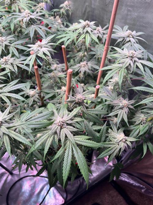 Champion. Week 5 - I suffocated her a bit. Still only day 37 though. Truffle Stomper.