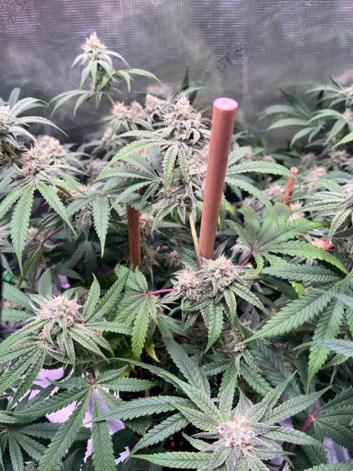 Champion. Week 5 - Apple Tassie, will probably be my frostiest plant ever so far, 🔥. Terpy AF!