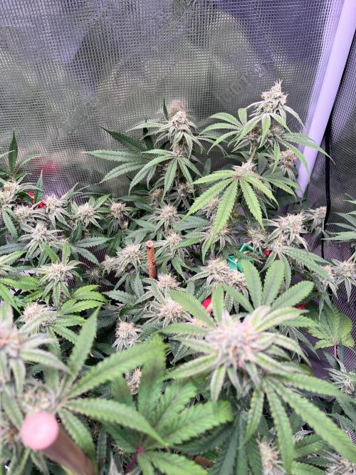 Champion. Week 5 - Apple Tassie. My photography game is crap. She is frosty, sheesh! Wk5!
