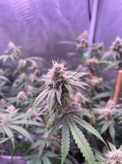 Champion. Week 6 - Apple Tassie day 38