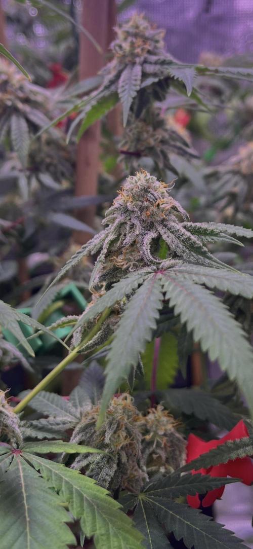 Champion. Week 6 - Oreoz inferno day39
