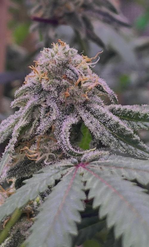Champion. Week 6 - O Inferno day39, dewy frosty fruity in 3 words