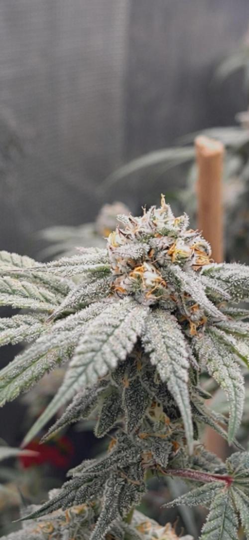 Champion. Week 7 - Truffle Stomper day 47