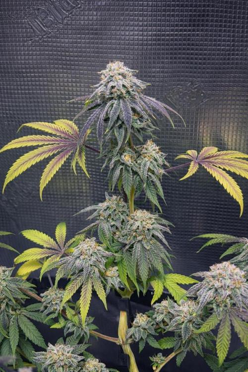 Champion. Week 7 - Oreoz Inferno day51