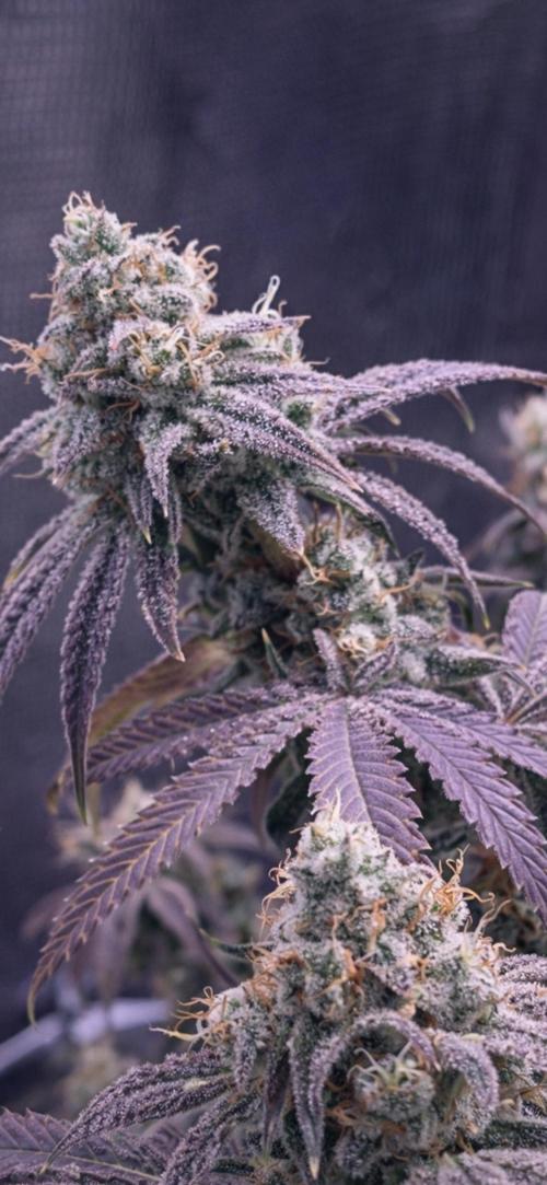 Champion. Week 7 - Apple Tassie day51