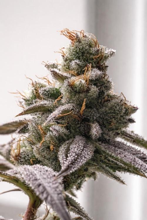 Champion. Week 8 - Apple Tassies day 52 Harvest