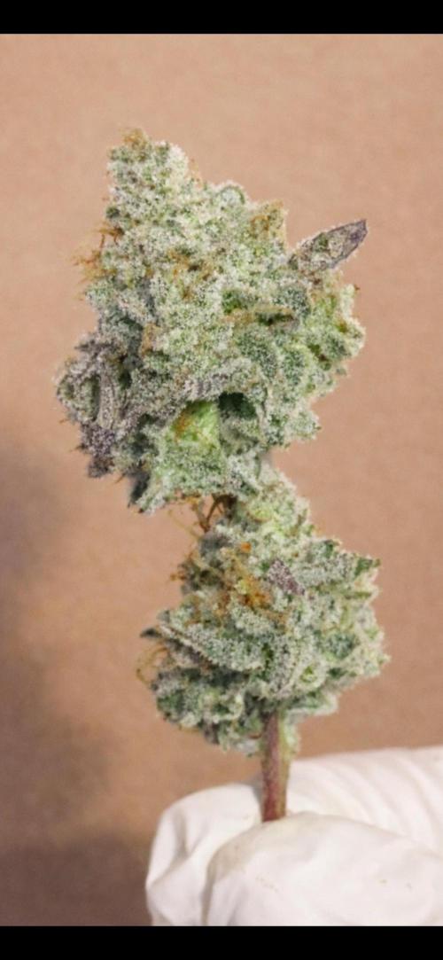 Champion. Week 8 - Apple Tassie Day 52 Harvest