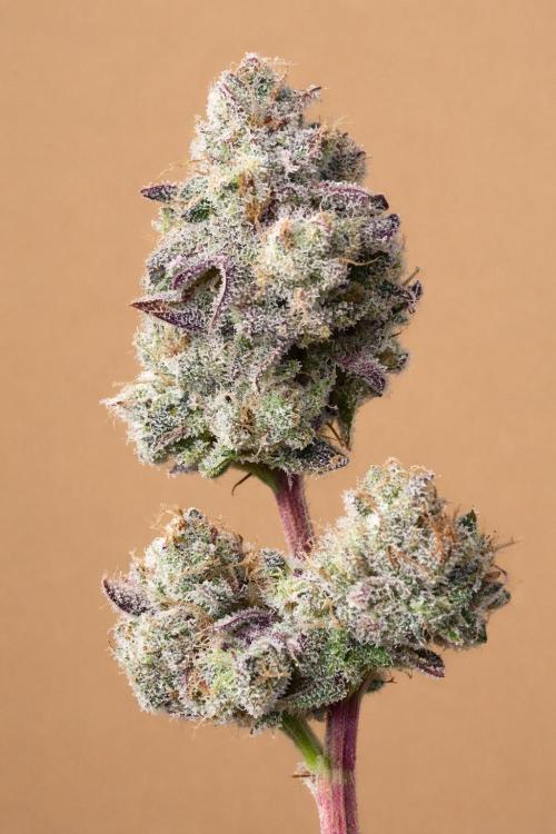 Champion. Week 8 - Apple Tassies Day 52 Harvest Day, no filters just a crop and insert type deal