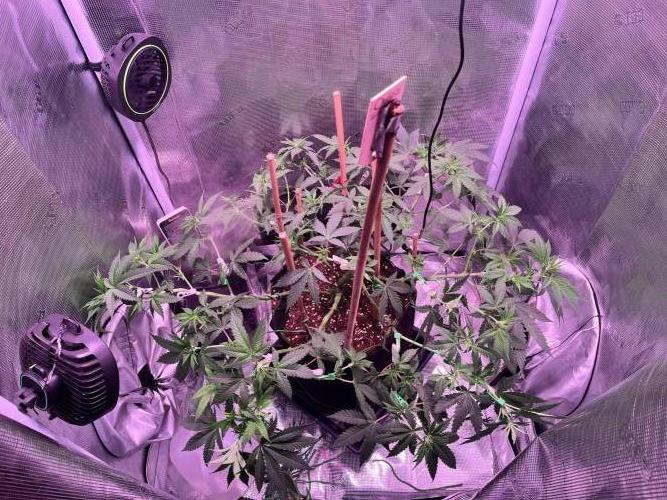 Champion. Week 2 - Oreoz Inferno, had to put her in the 2x2.5 solo. She’s drinks fast.