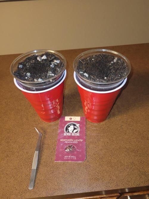 Sensi Seeds Northern Lights Photoperiod. Week 0