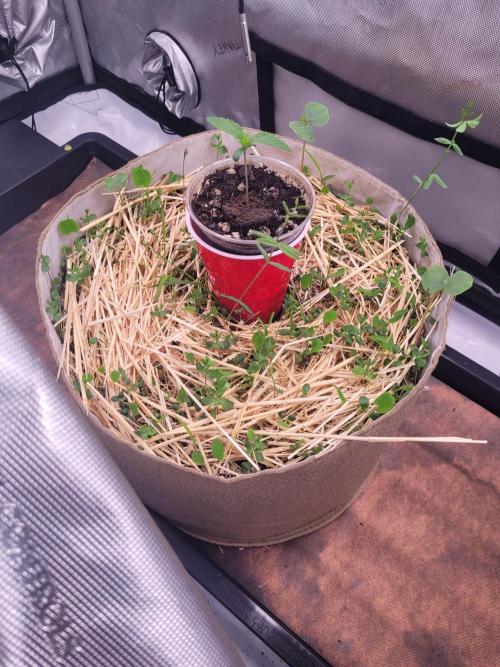 Sensi Seeds Northern Lights Photoperiod. Week 1