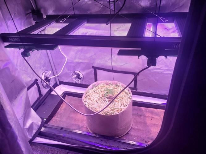 Sensi Seeds Northern Lights Photoperiod. Week 2