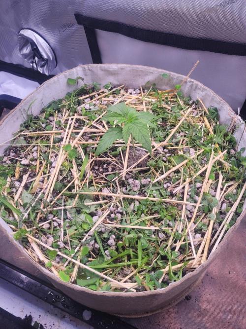 Sensi Seeds Northern Lights Photoperiod. Week 2