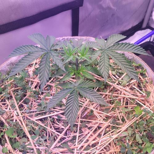 Sensi Seeds Northern Lights Photoperiod. Week 3