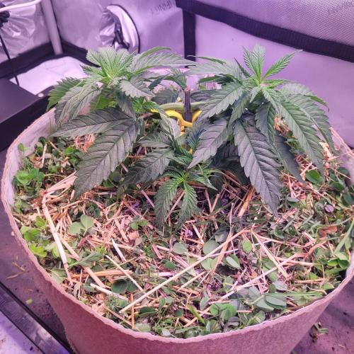 Sensi Seeds Northern Lights Photoperiod. Week 4