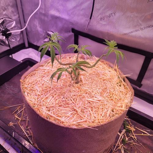 Sensi Seeds Northern Lights Photoperiod. Week 5