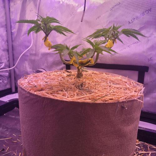 Sensi Seeds Northern Lights Photoperiod. Week 6
