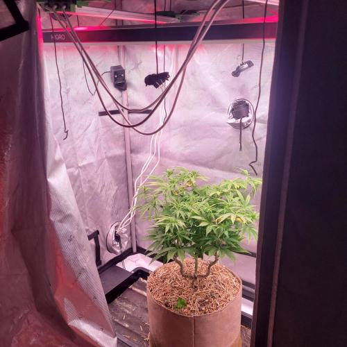 Sensi Seeds Northern Lights Photoperiod. Week 8