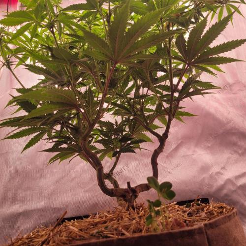 Sensi Seeds Northern Lights Photoperiod. Week 8