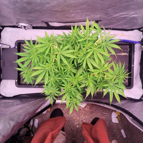 Sensi Seeds Northern Lights Photoperiod. Week 8