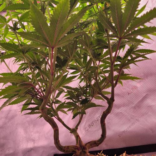 Sensi Seeds Northern Lights Photoperiod. Week 9