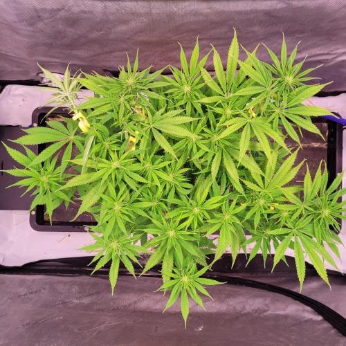 Sensi Seeds Northern Lights Photoperiod. Week 9