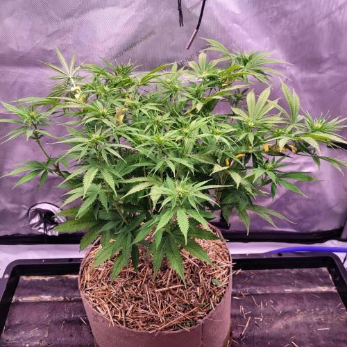 Sensi Seeds Northern Lights Photoperiod. Week 9