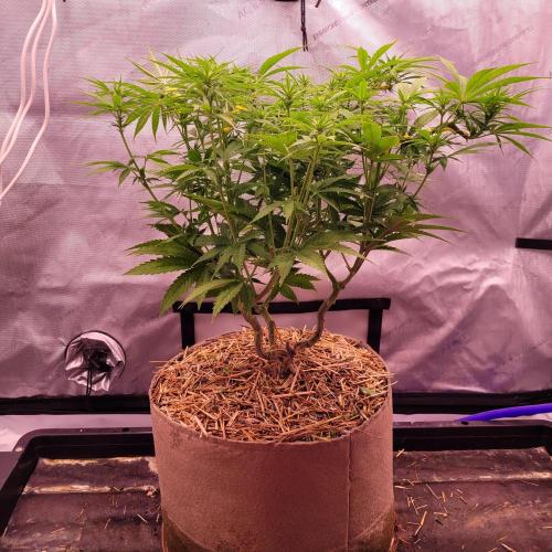 Sensi Seeds Northern Lights Photoperiod. Week 9