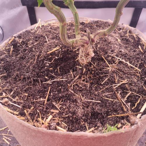 Sensi Seeds Northern Lights Photoperiod. Week 9