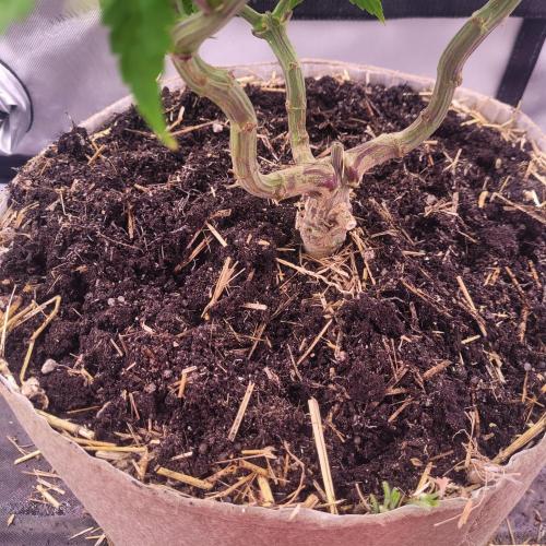 Sensi Seeds Northern Lights Photoperiod. Week 9