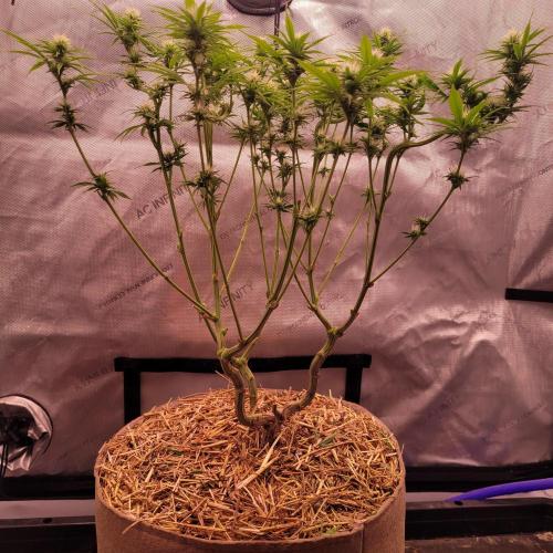 Sensi Seeds Northern Lights Photoperiod. Week 10