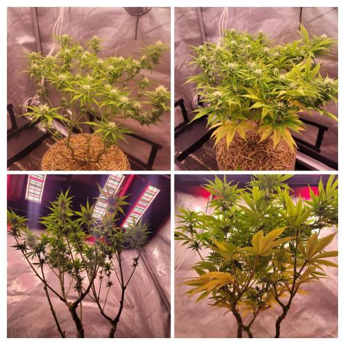 Sensi Seeds Northern Lights Photoperiod. Week 10