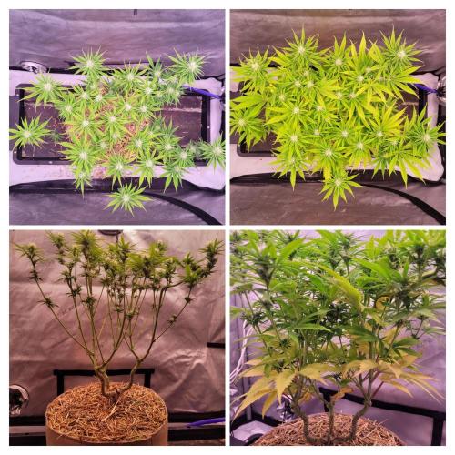 Sensi Seeds Northern Lights Photoperiod. Week 10