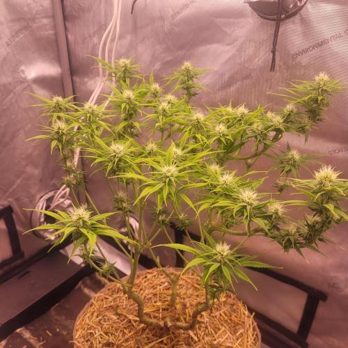Sensi Seeds Northern Lights Photoperiod. Week 10