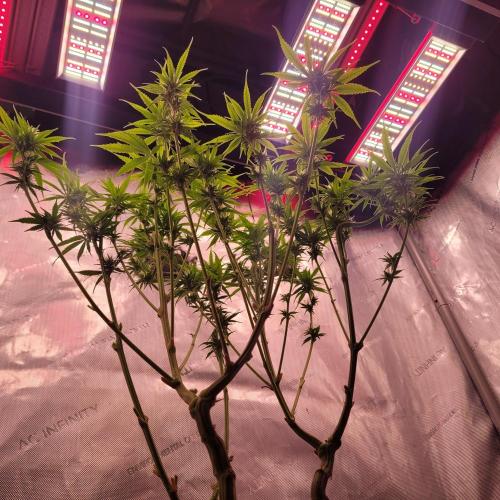 Sensi Seeds Northern Lights Photoperiod. Week 10