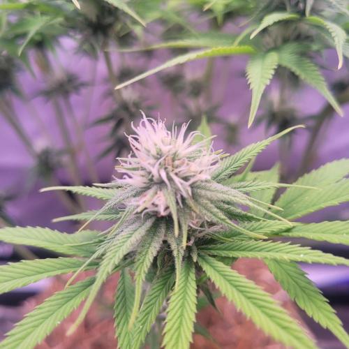 Sensi Seeds Northern Lights Photoperiod. Week 11