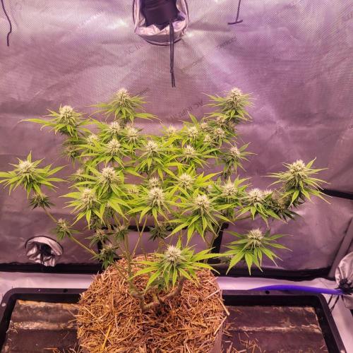 Sensi Seeds Northern Lights Photoperiod. Week 11