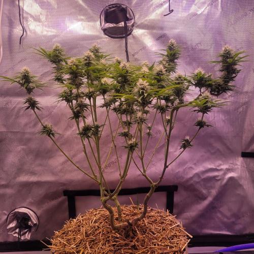 Sensi Seeds Northern Lights Photoperiod. Week 11