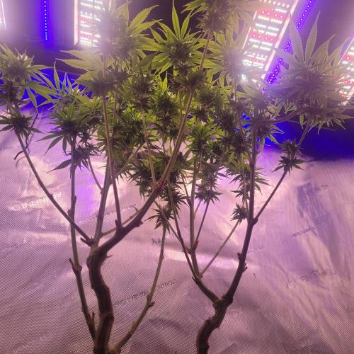 Sensi Seeds Northern Lights Photoperiod. Week 11