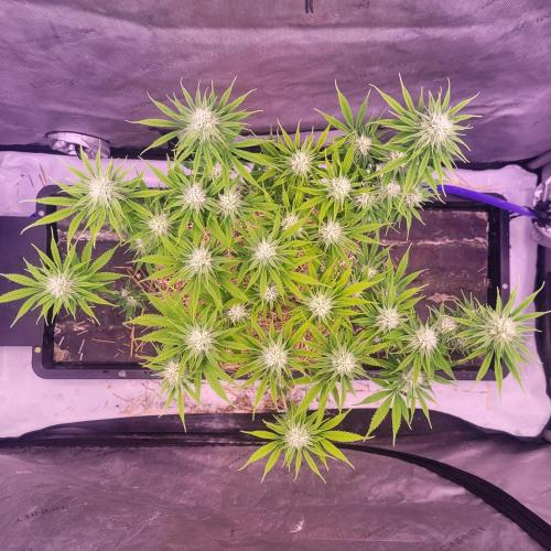 Sensi Seeds Northern Lights Photoperiod. Week 11