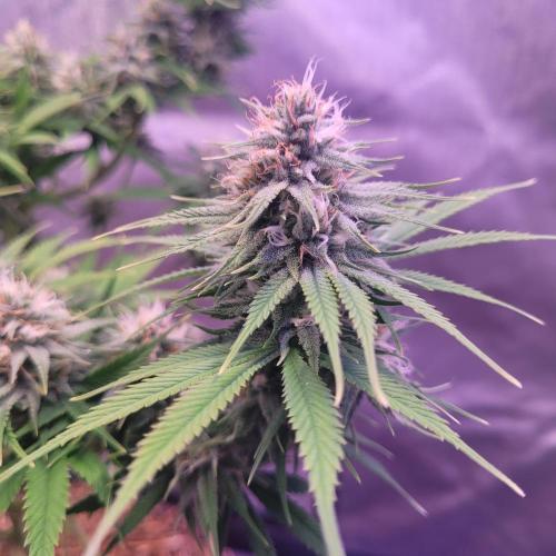 Sensi Seeds Northern Lights Photoperiod. Week 12