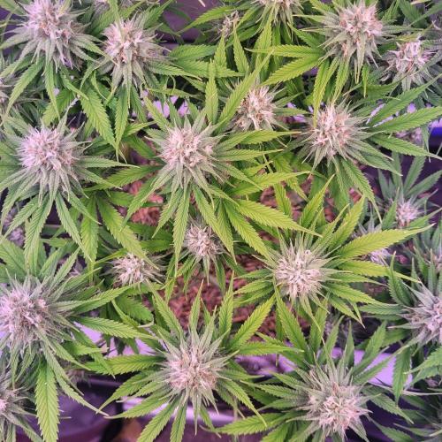 Sensi Seeds Northern Lights Photoperiod. Week 12