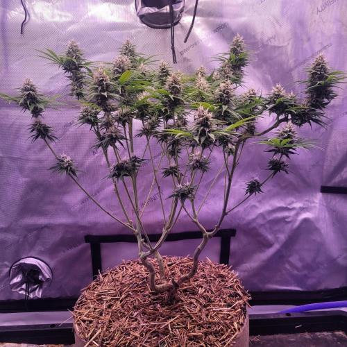 Sensi Seeds Northern Lights Photoperiod. Week 12