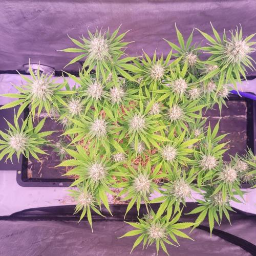 Sensi Seeds Northern Lights Photoperiod. Week 12