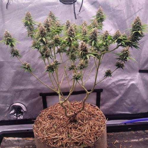 Sensi Seeds Northern Lights Photoperiod. Week 13
